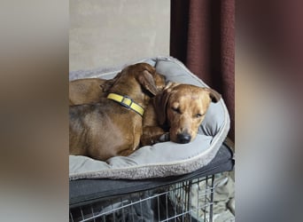 Lotti BE – süße Dackelmix Hündin sucht einfühlsames Zuhause 