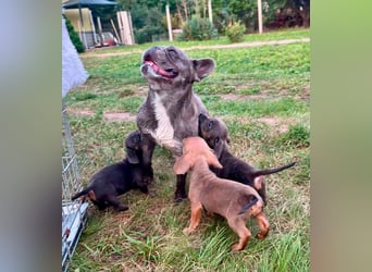 Knut BR – Kleiner Bulldoggen-Mix auf der Suche nach seinem Für-immer-Zuhause