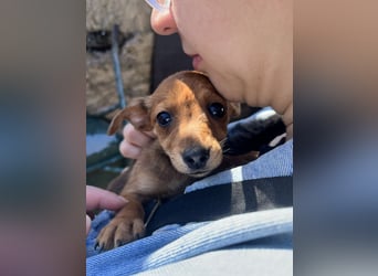 Missi – kleine Dackelmix-Hündin sucht liebevolles Zuhause 