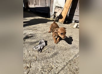 Missi – kleine Dackelmix-Hündin sucht liebevolles Zuhause 