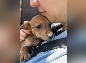 Missi – kleine Dackelmix-Hündin sucht liebevolles Zuhause 