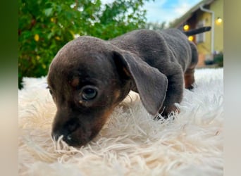 Knut BR – Kleiner Bulldoggen-Mix auf der Suche nach seinem Für-immer-Zuhause