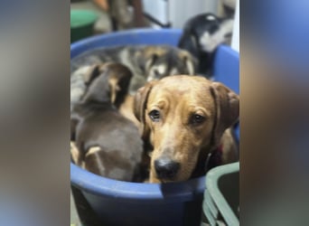 Lotti BE – süße Dackelmix Hündin sucht einfühlsames Zuhause 