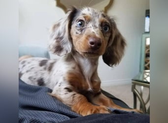 Dackel   Hündin – geimpft, entwurmt, gechipt, mit EU-Heimtierausweis