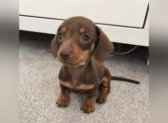 Dackel   welpen Hündin – geimpft, entwurmt, gechipt, mit EU-Heimtierausweis