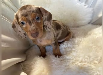 Dackel   welpen Hündin – geimpft, entwurmt, gechipt, mit EU-Heimtierausweis