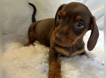 Dackel   welpen Hündin – geimpft, entwurmt, gechipt, mit EU-Heimtierausweis