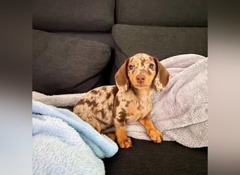 Dackel  Hündin – geimpft, entwurmt, gechipt, mit EU-Heimtierausweis   Liebenswerte kinde