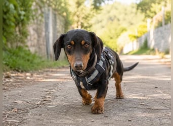 Pablo - freundlicher Dackel sucht Zuhause