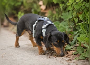Pablo - freundlicher Dackel sucht Zuhause