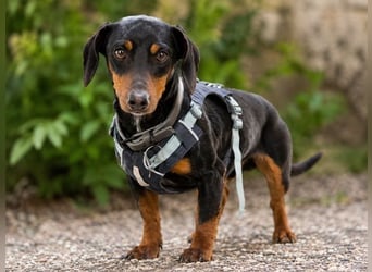 Pablo - freundlicher Dackel sucht Zuhause