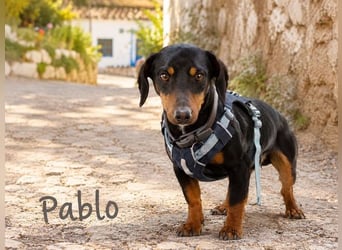 Pablo - freundlicher Dackel sucht Zuhause