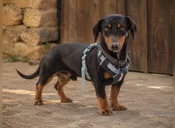 Pablo - freundlicher Dackel sucht Zuhause