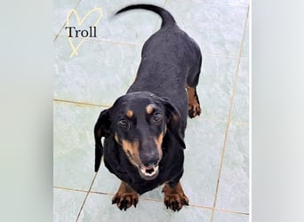 Troll - kleiner Dackel, großes Herz sucht sein Für-immer-Zuhause