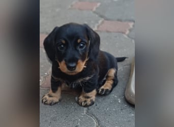 Zwergteckel Rauhhaar Welpen
