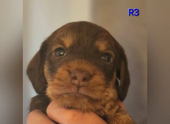 Zwergteckel Rauhhaar Welpen