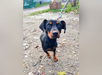 Nara - bezaubernde, freundliche, verschmuste Dackel Dame