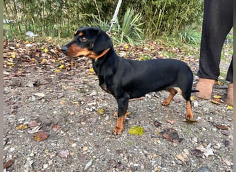 Nara - bezaubernde, freundliche, verschmuste Dackel Dame