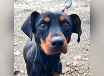 Nara - bezaubernde, freundliche, verschmuste Dackel Dame