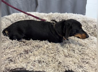 Füles-KK, würde gerne in ein neues Leben dackeln