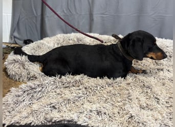 Füles-KK, würde gerne in ein neues Leben dackeln