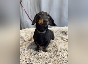 Füles-KK, würde gerne in ein neues Leben dackeln