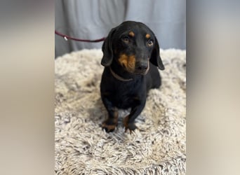 Füles-KK, würde gerne in ein neues Leben dackeln