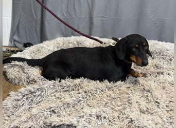 Füles-KK, würde gerne in ein neues Leben dackeln