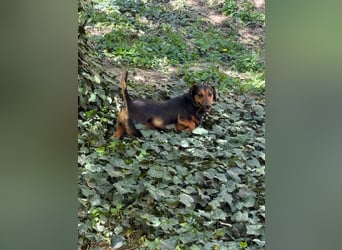 Rubi, Dackel, Pflegestelle in 48249 Dülmen