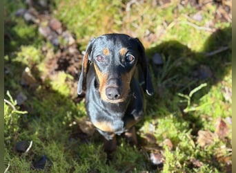 Dackelrüde sucht neues Zuhause