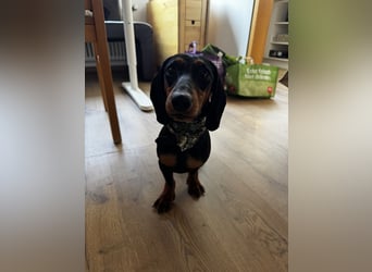Dackelrüde sucht neues Zuhause