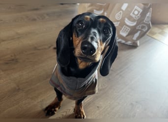 Dackelrüde sucht neues Zuhause