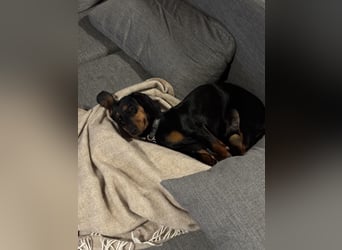 Dackelrüde sucht neues Zuhause