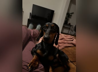 Dackelrüde sucht neues Zuhause