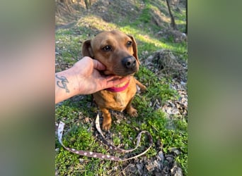 Samu, freundlicher Dackel Rüde geb. 2024