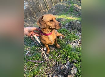 Samu, freundlicher Dackel Rüde geb. 2024