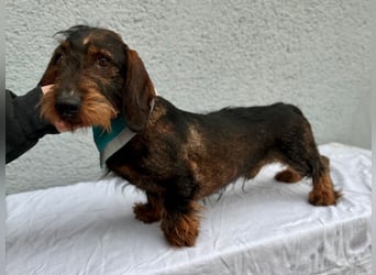 Bony, hübscher Rauhaardackel geb. 2021