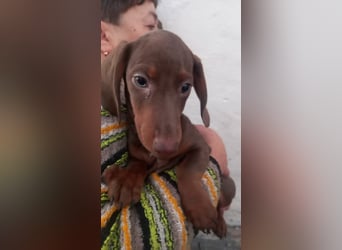 Aladar, süßer Kurzhaardackelwelpe geb. 2025