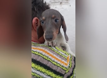 Almos, süßer Kurzhaardackelwelpe geb. 2025