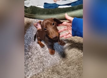 Silvester, fröhlicher Einohrdackel Welpe geb. 2025