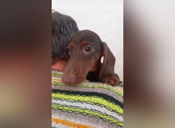 Amigo, süßer Kurzhaardackelwelpe geb. 2025