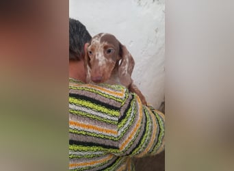 Alpha, süßer Kurzhaardackelwelpe geb. 2025