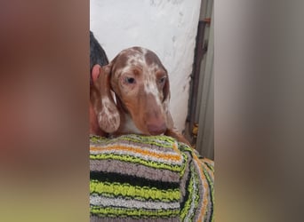 Alpha, süßer Kurzhaardackelwelpe geb. 2025