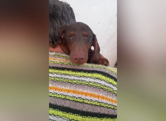 Amigo, süßer Kurzhaardackelwelpe geb. 2025