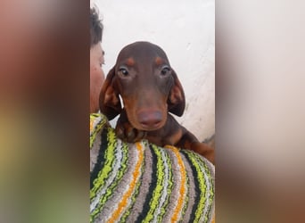 Abraxxas, süßer Kurzhaardackelwelpe geb. 2025