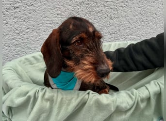 Bony, hübscher Rauhaardackel geb. 2021