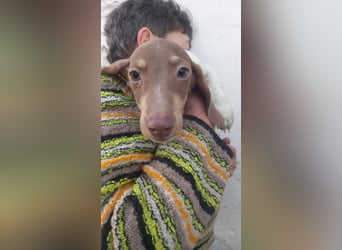 Armani, süßer Kurzhaardackelwelpe geb. 2025