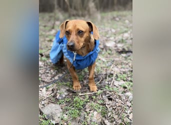 Samu, freundlicher Dackelmix Rüde geb. 2024