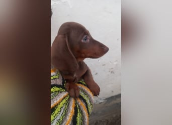 Aladar, süßer Kurzhaardackelwelpe geb. 2025