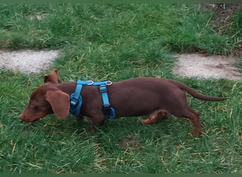 Silvester, fröhlicher Einohrdackel Welpe geb. 2025